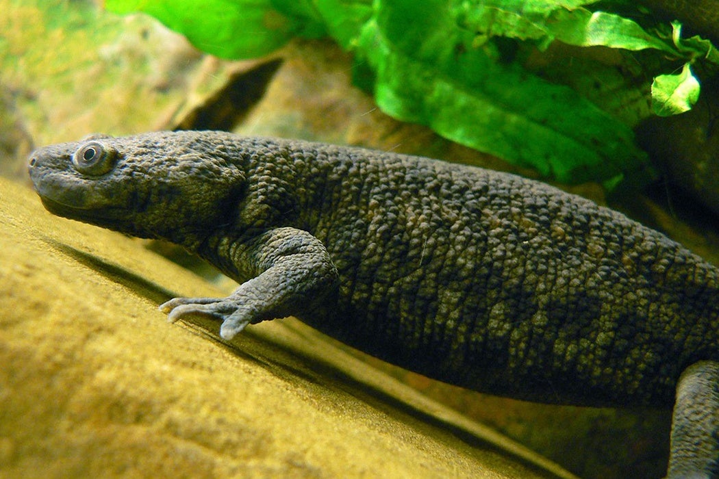 Iberian Ribbed Newt