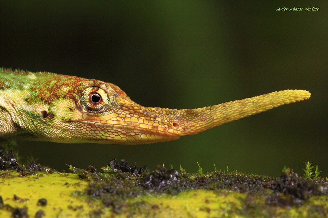 anolis proboscis lizard