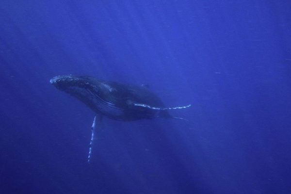 Humpback whale