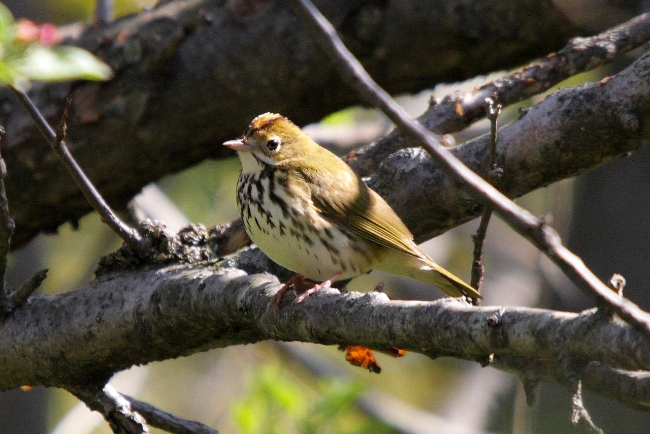 Ovenbird