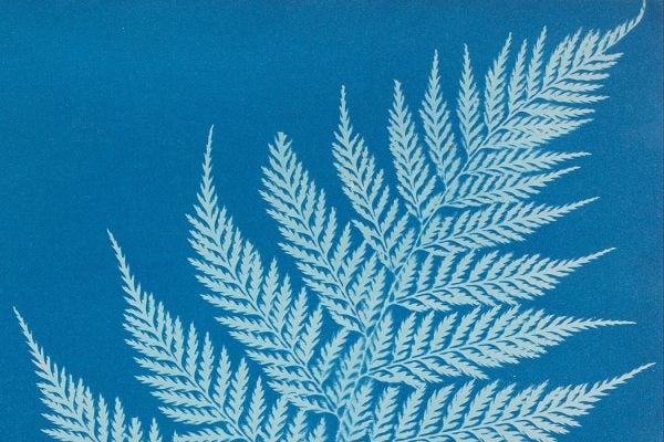 Anna Atkins cyanotype