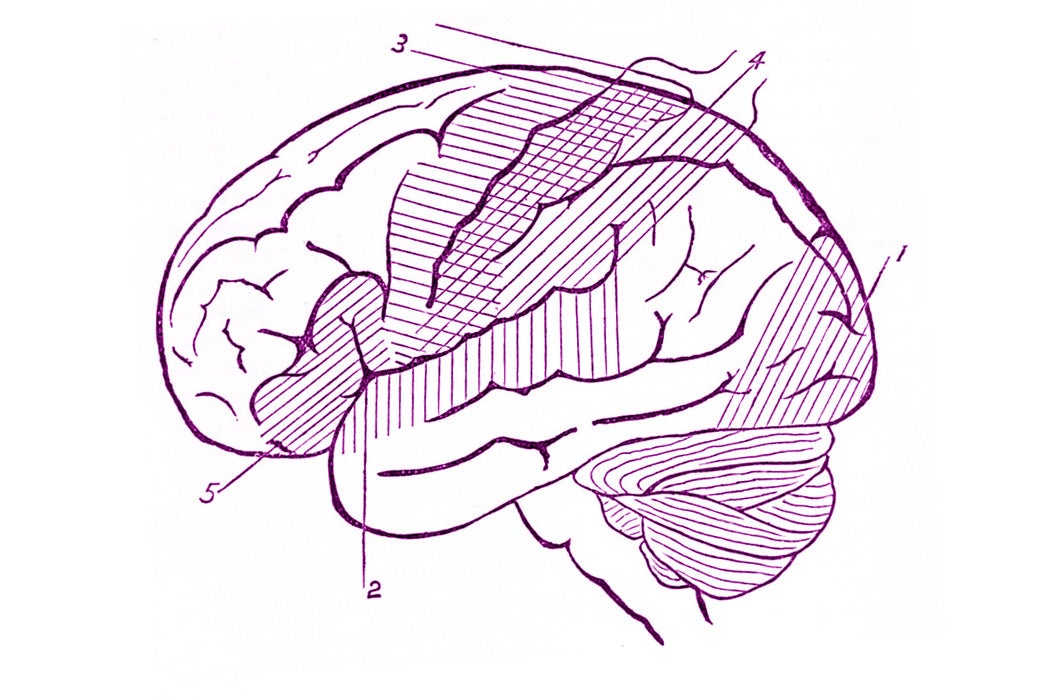 Brain illustration