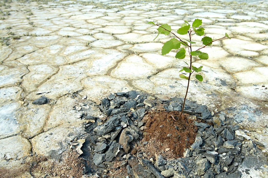 Tree in desert