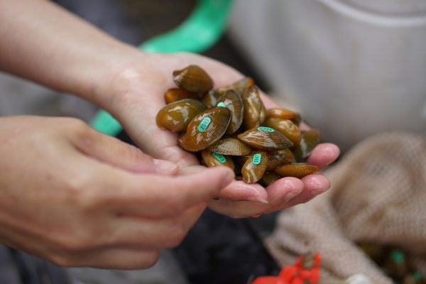 Freshwater Mussels