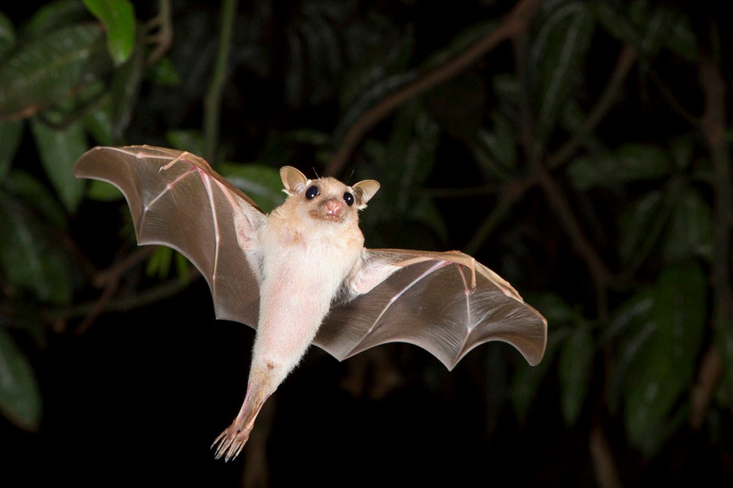 A dwarf epauletted fruit bat flying