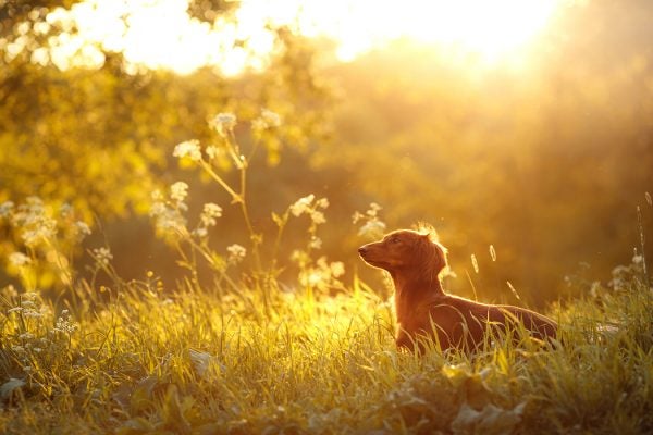 Dachshund dog