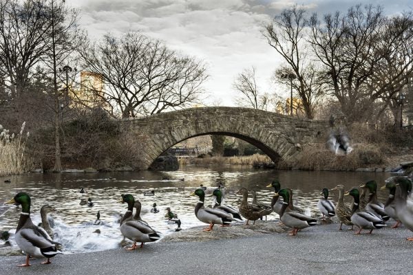 Gapstow bridge Central Park, New York City