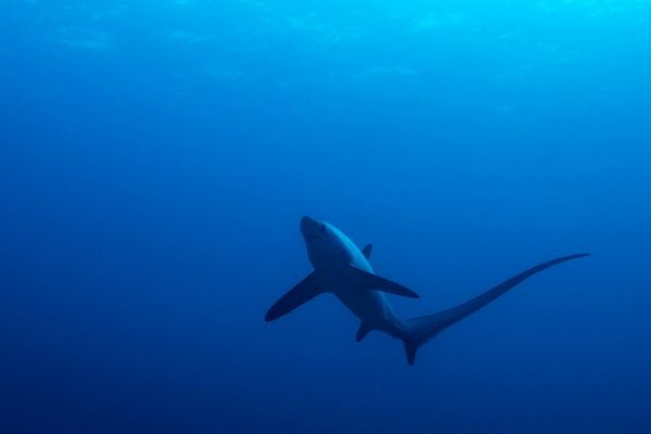 Common thresher shark