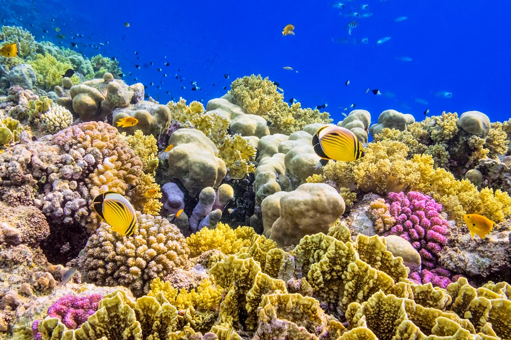 Red Sea Coral Reef