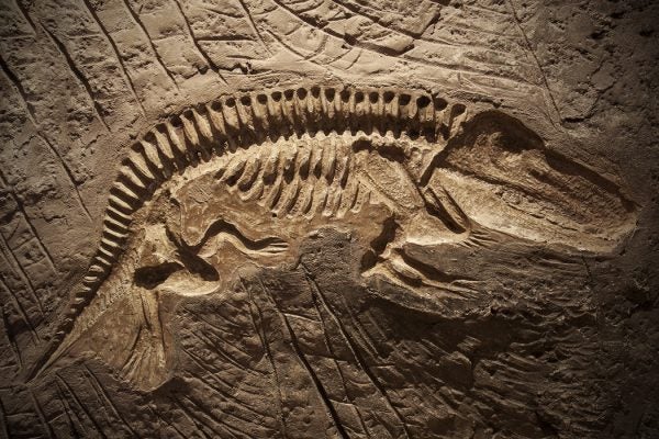 Dinosaur fossil