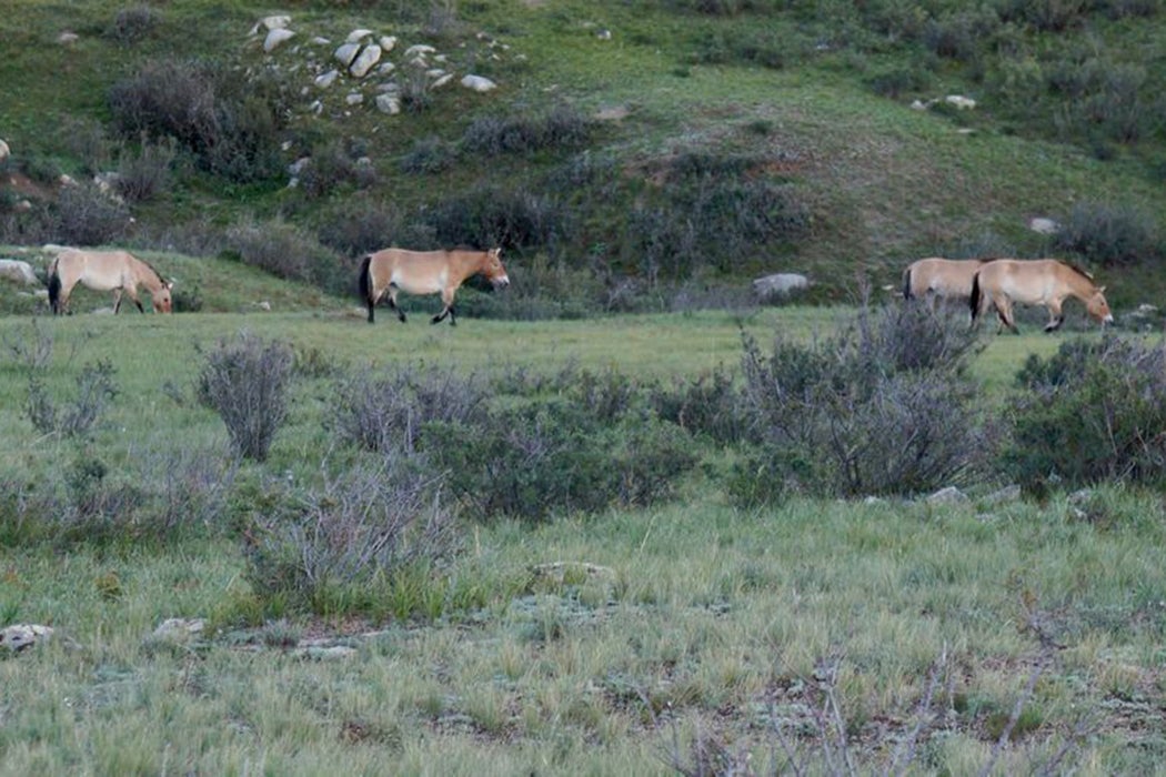 Because of agressive conservation efforts, the Przewalski horse population in Mongolia has rebounded.