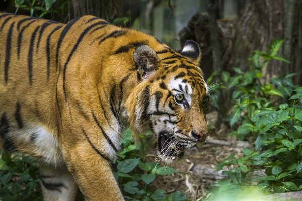 Bengal tiger