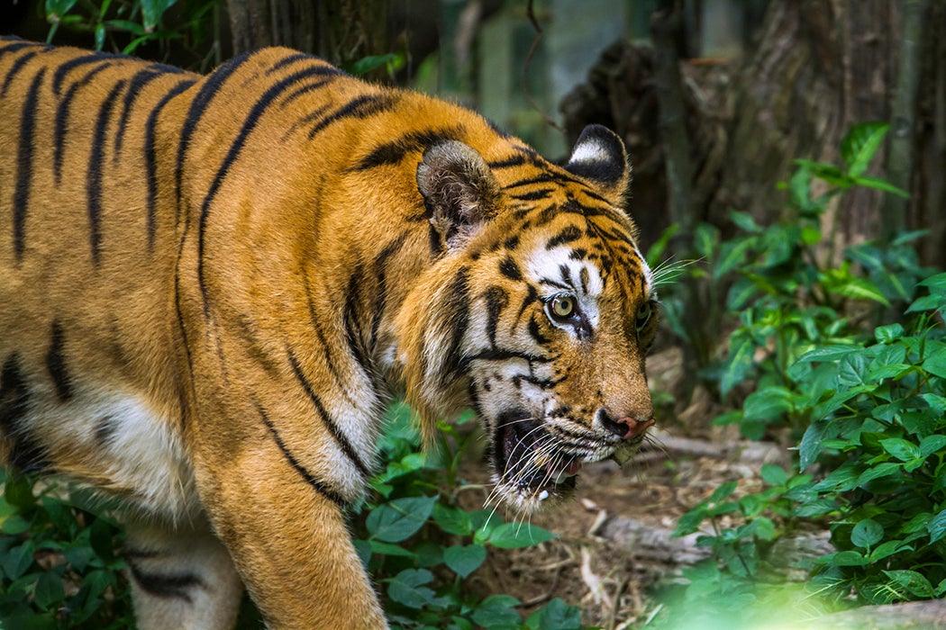 Bengal tiger