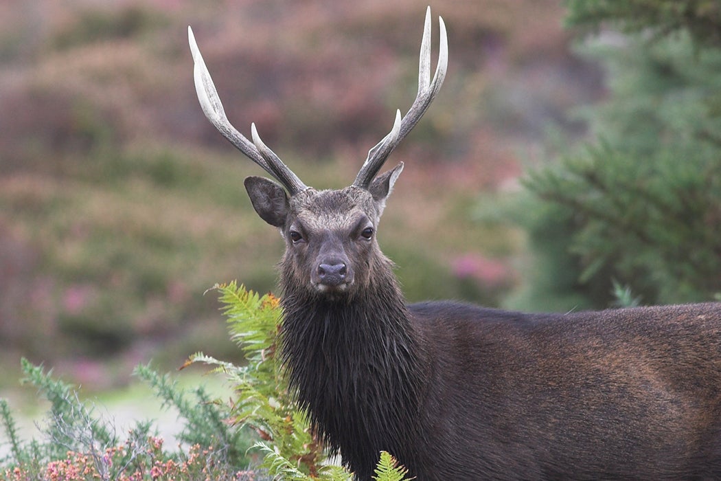 Sika stag deer staring at camera