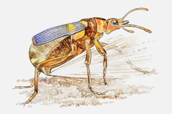 Illustration of Bombardier Beetle (Pheropsophus) excreting a mixture of hydroquinone and hydrogen peroxide at speed from opening in abdomen