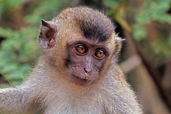 long-tailed macaque