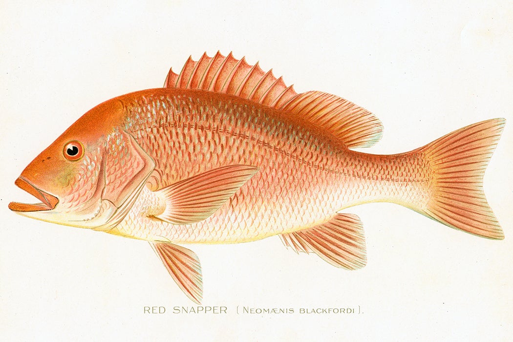 Red snapper chromolithograph 1898