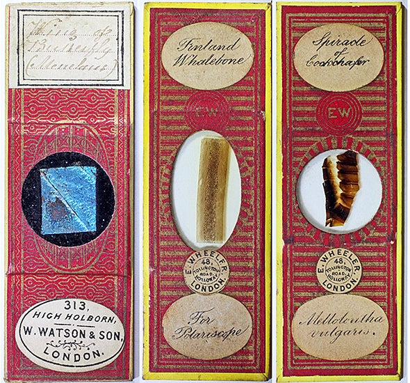 Victorian microscope slides