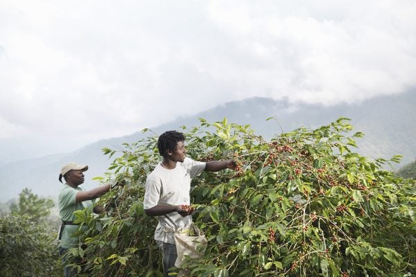 Coffee beans biodiversity