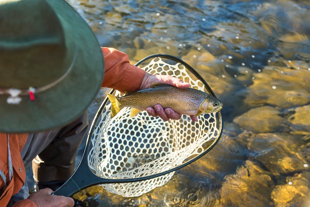 Fisherman taking freshly caught trout out of fishing net.