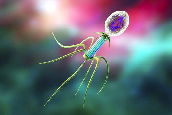 Bacteriophage, illustration