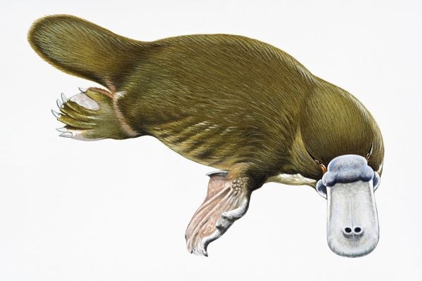 duck billed platypus