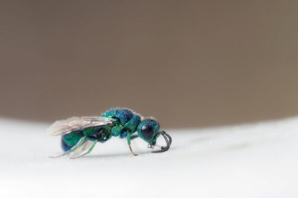 Cuckoo wasp