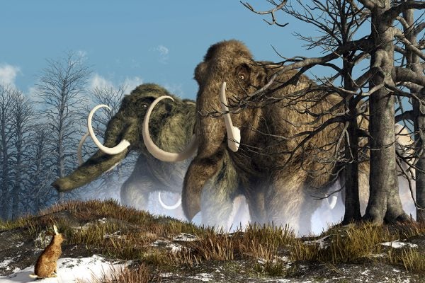 herd of mammoths