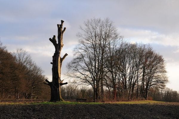 Dead European Beech