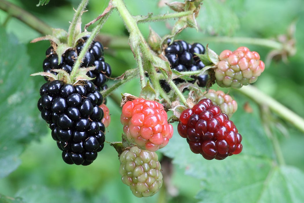 Blackberries