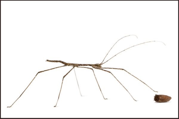 A phasmid stick insect with egg