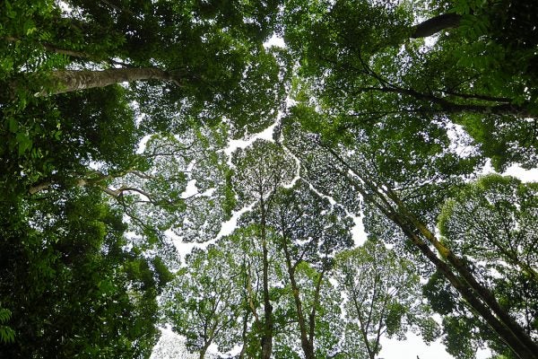 Crown shyness