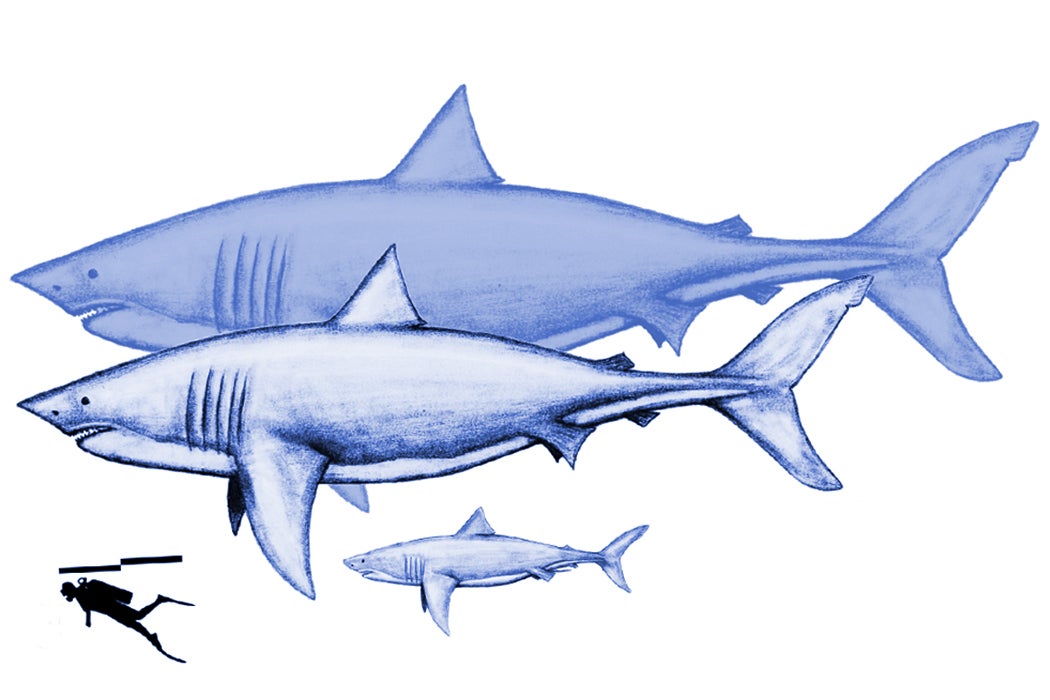 megalodon shark