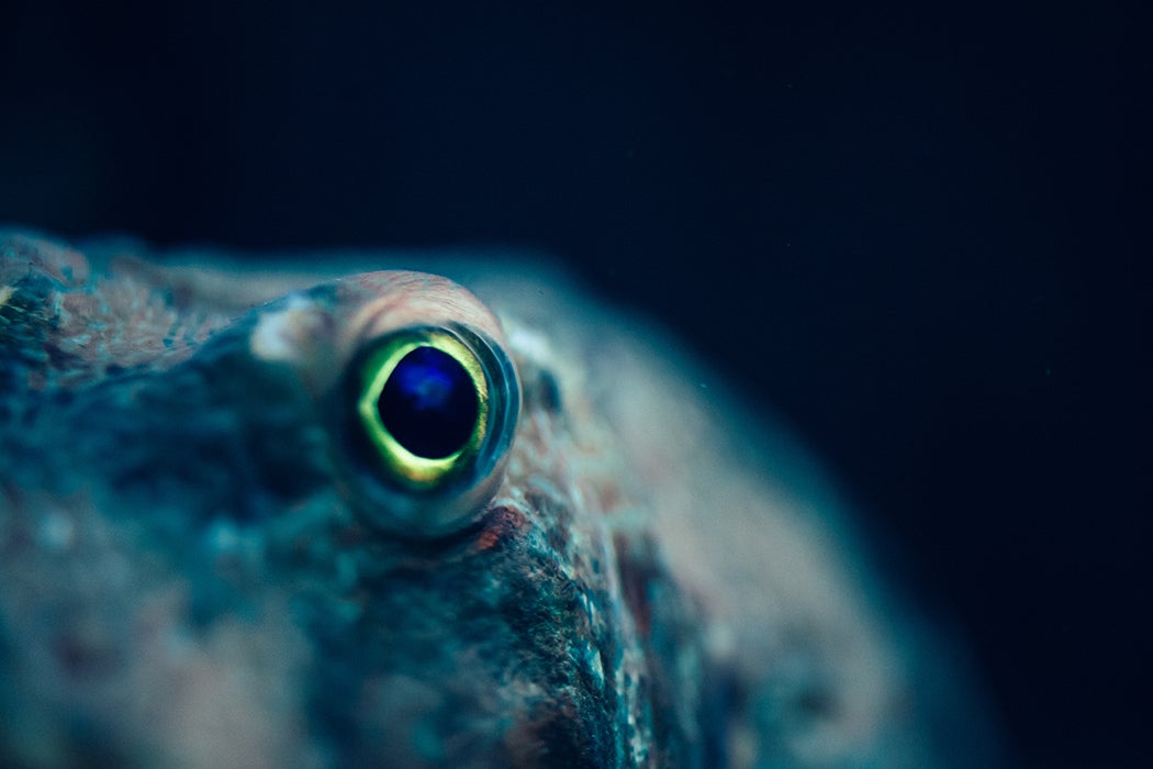 octopus eye