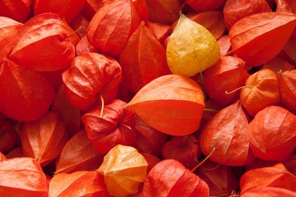 A bushel of groundcherries