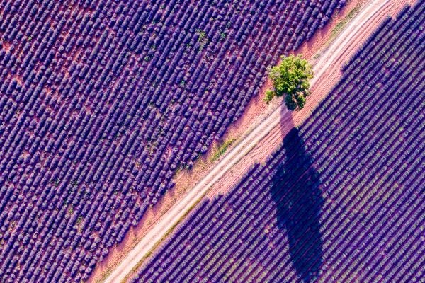 birds-eye view of lavender field