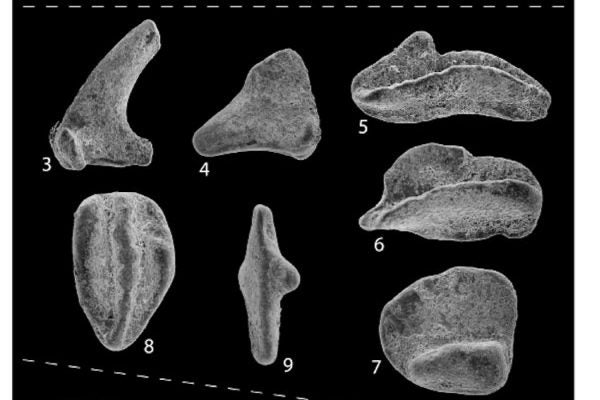 conodonts