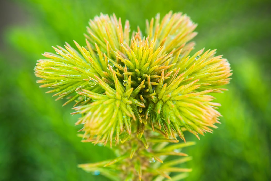 Wollemi Pine