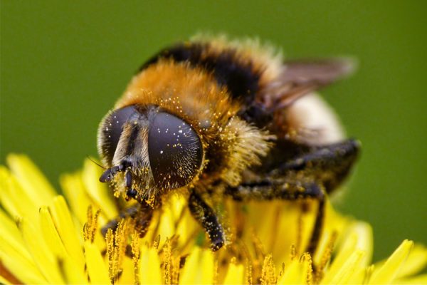 A bee on a flower.