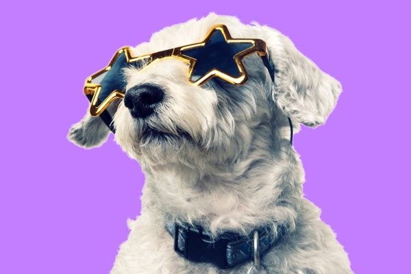 A dog wearing sunglasses.