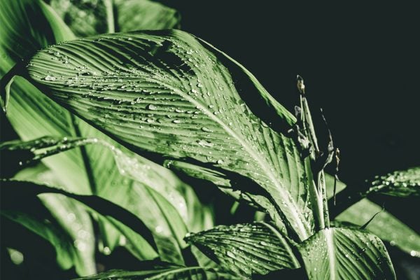 A leaf dotted with water droplets