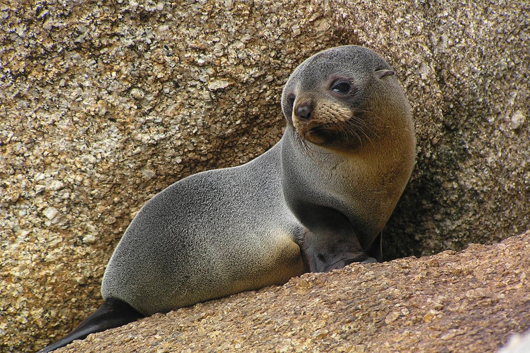 An Australian fur seal pup.