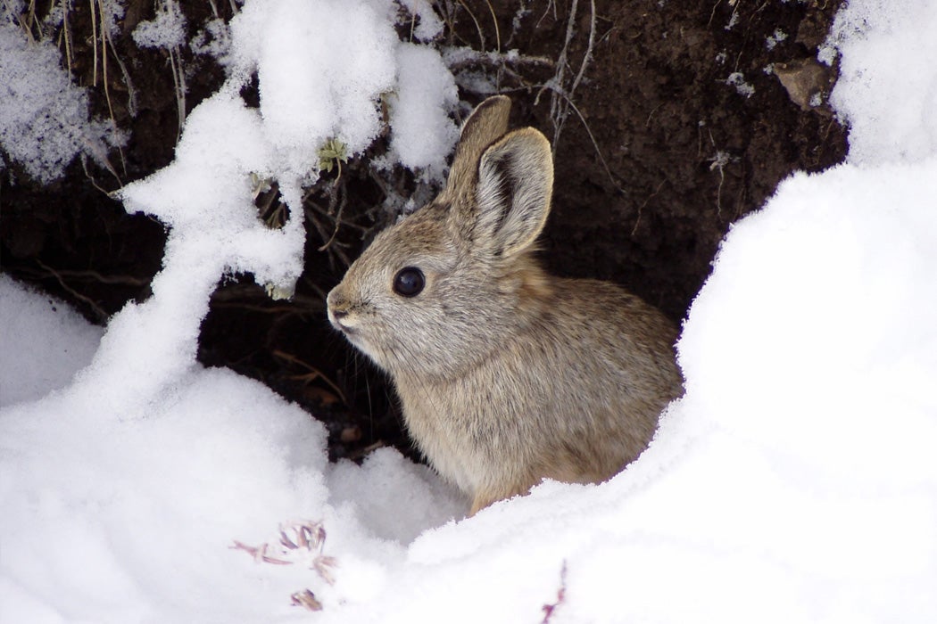 Columbia Basin Pygmy Rabbit