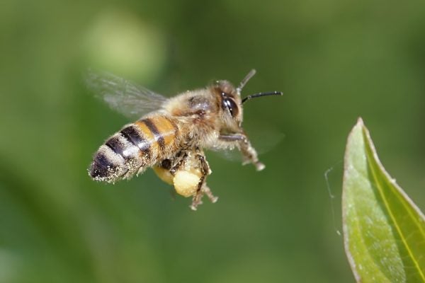 Honeybee Apis mellifera