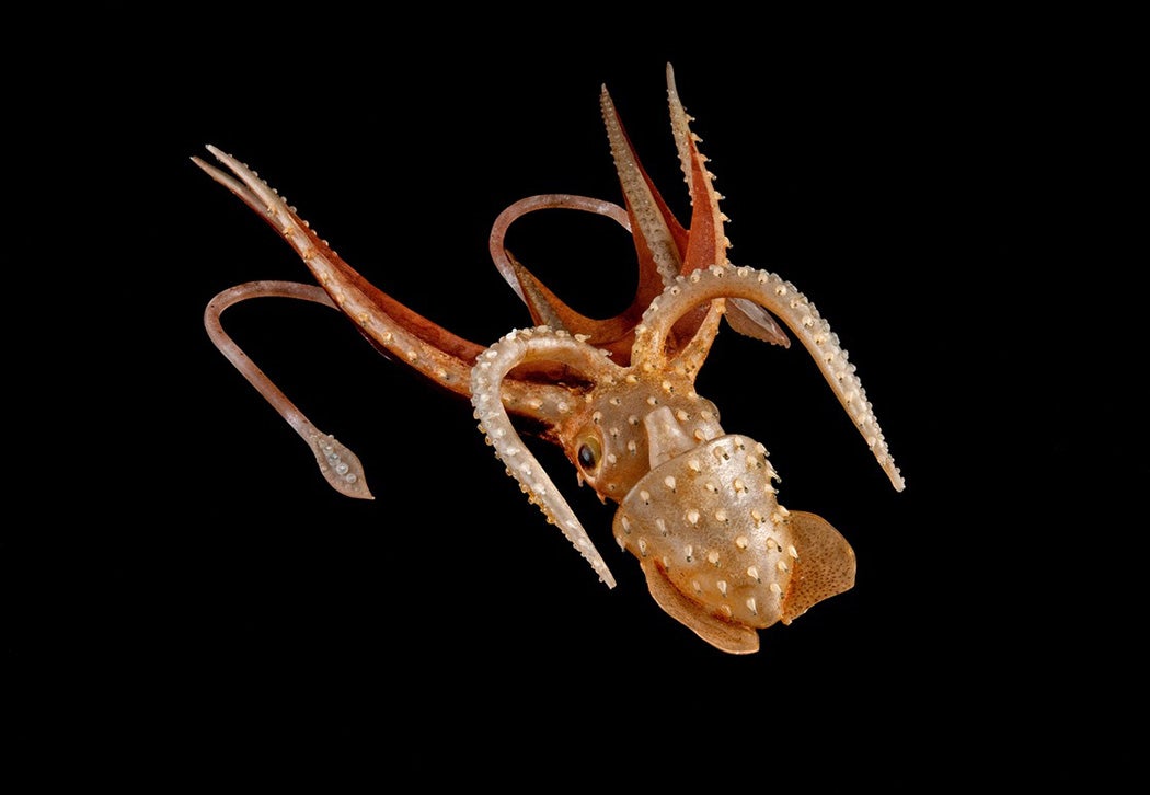 Histioteuthis bonnellii, Umbrella Squid