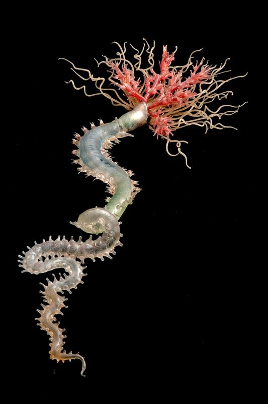 Pista cretacea, Spaghetti Worm