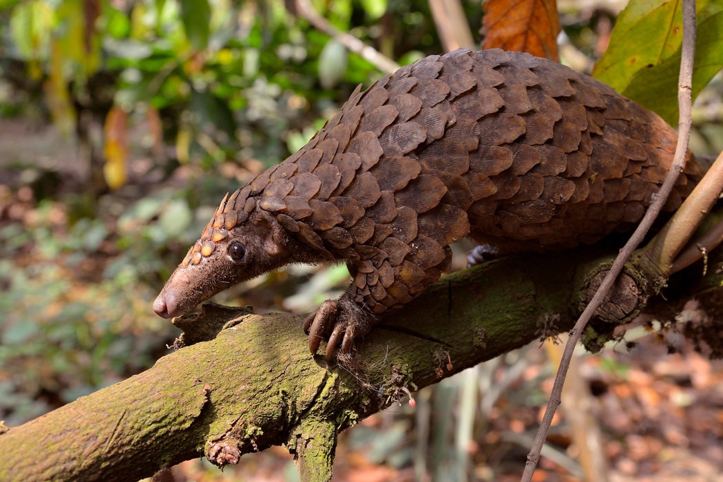 Long-tailed pangolin (Phataginus tetradactyla), Mangamba, Littoral Province, Cameroon