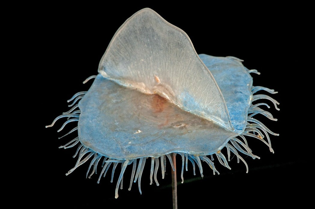 Velella velella, By-The-Wind Sailor