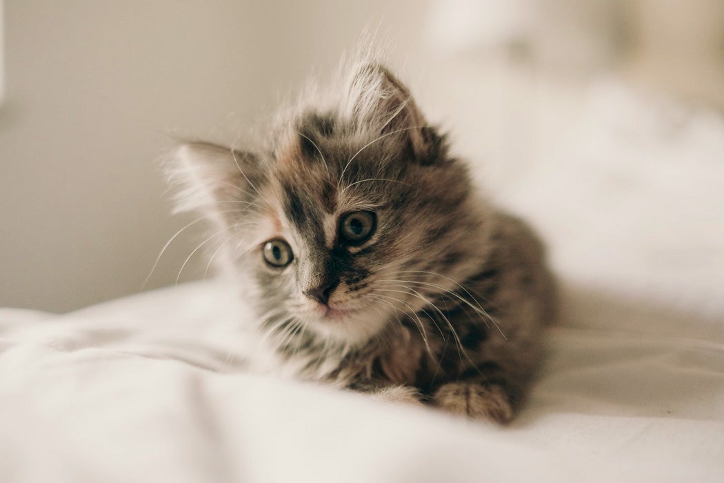 A kitten on a bed