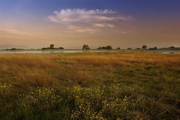 Santa Rosa vernal pool